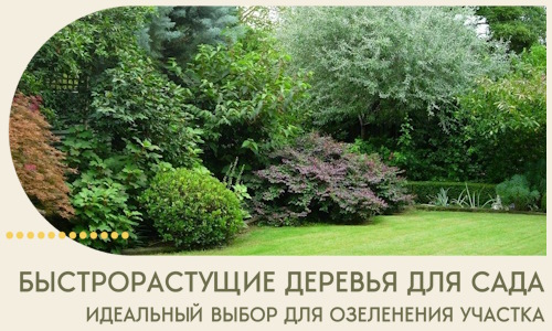 Быстрорастущие деревья для сада идеальный выбор в Тайшете