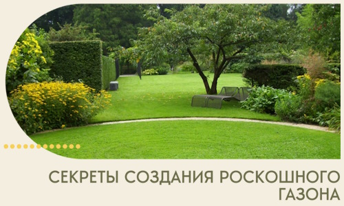 Секреты создания роскошного газона в Тайшете